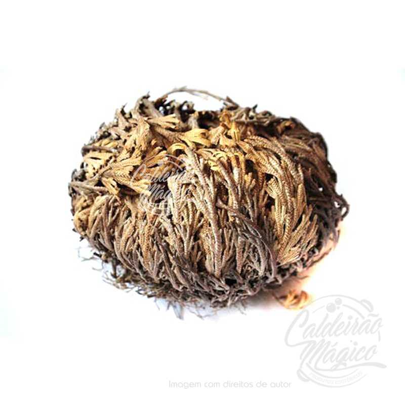 Rosa de Jericó Rosa de Jericó