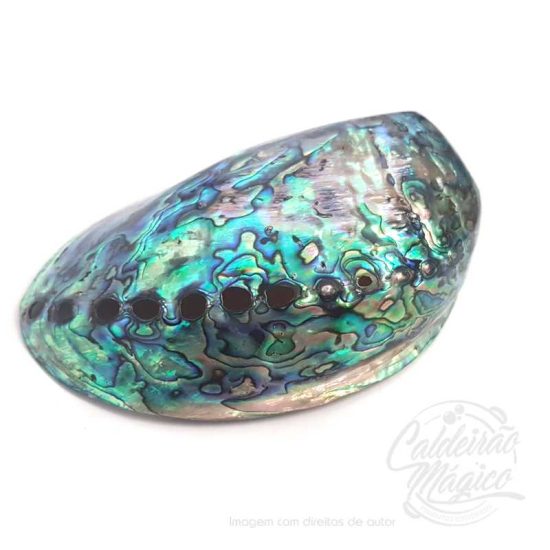 Concha Abalone